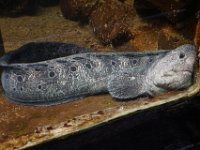 Summer Vacation 2018-150  The Seaside Aquarium was just actually a room with about 50 fish tanks - this is one of them